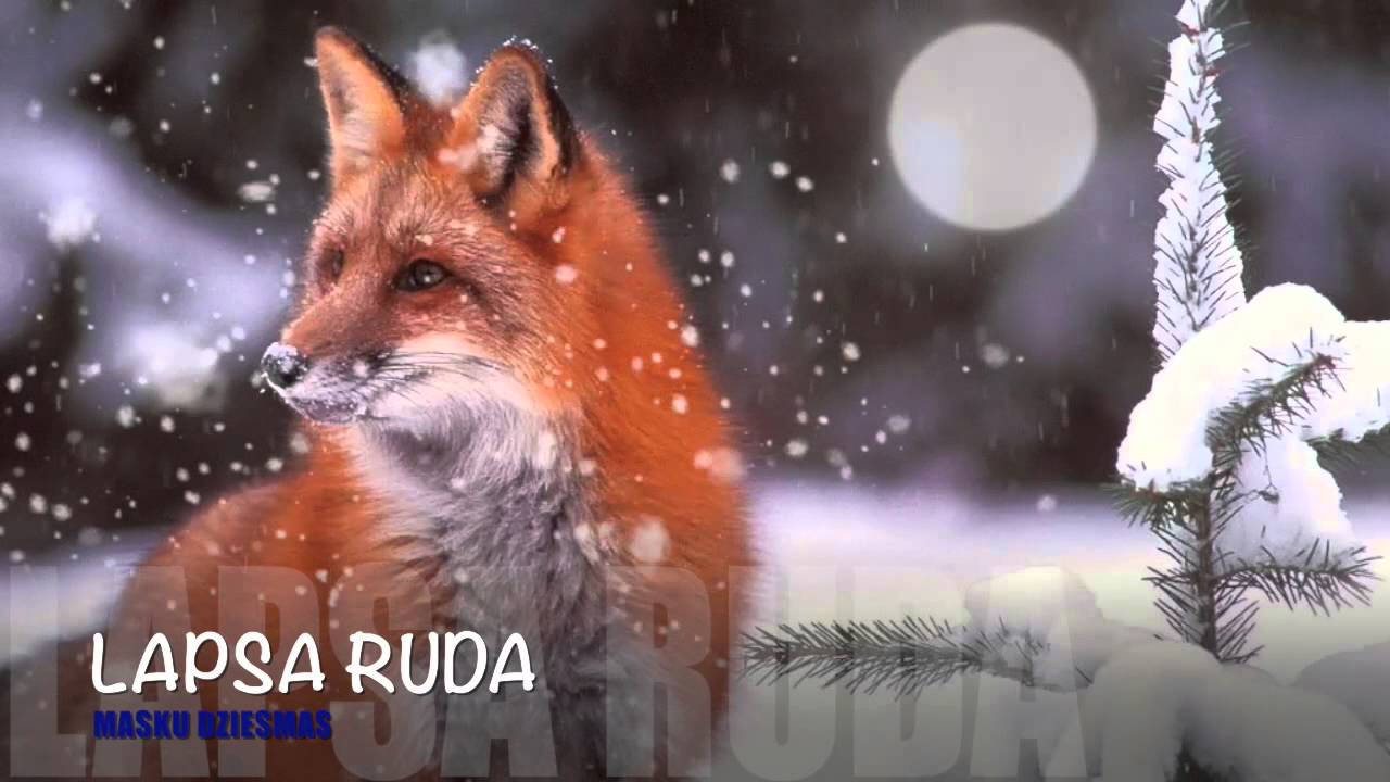 LAPSA RUDA