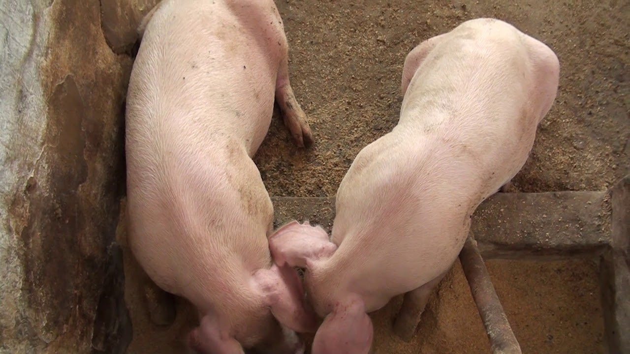 Alimentación de cerdos.  Investigación de estudiantes