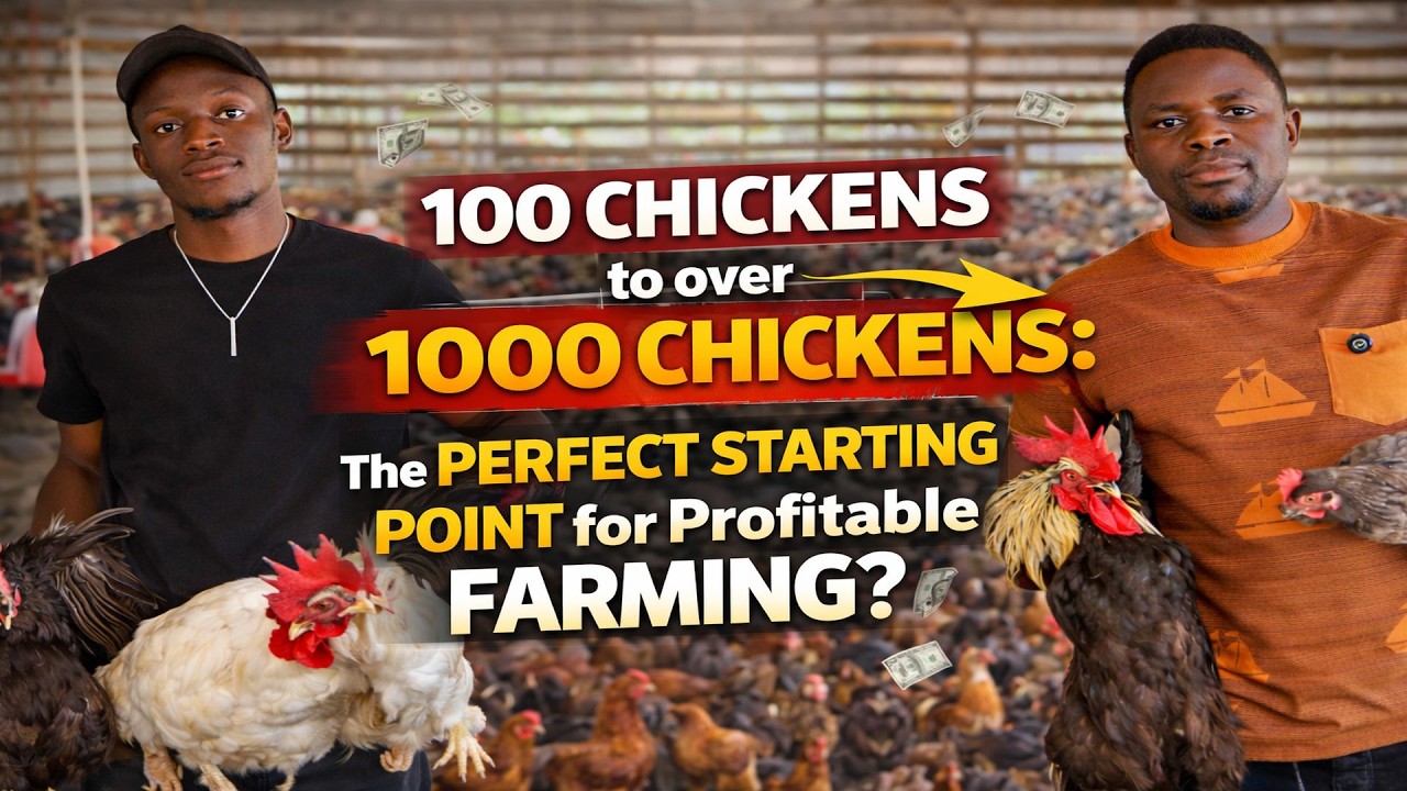 Turning 100 to 1000 Chickens: The Untold Truth Starting Point for Profitable Farming?