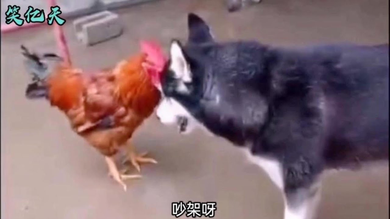 搞笑配音二哈：吵架我就没输过！公鸡：打架我也没怕过！