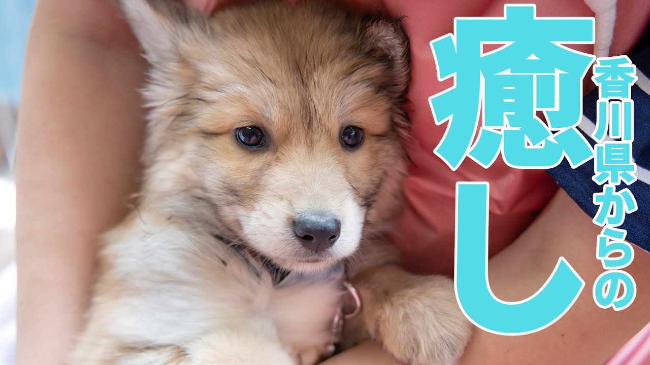 香川県から癒しの子犬をレスキュー♪