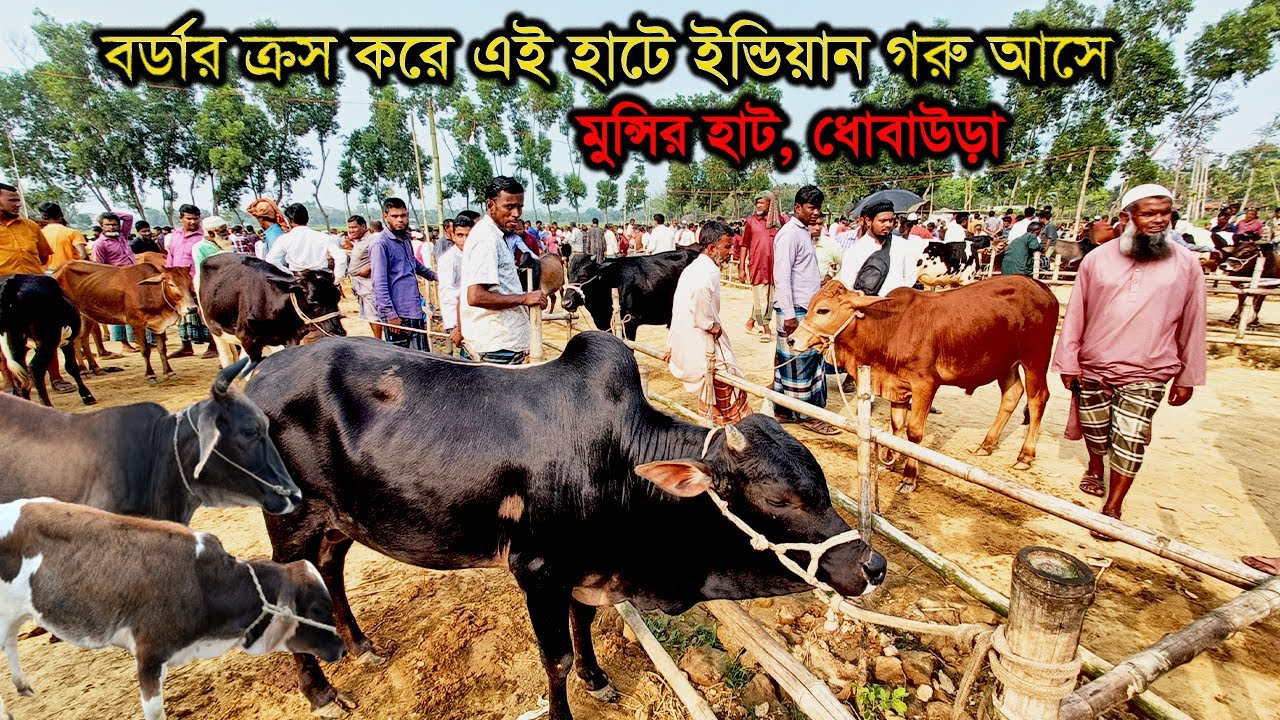 বর্ডার ক্রস করে ইন্ডিয়ান গরু আসে এই হাটে। Local Cow Market Bangladesh। মুন্সির হাট, ধোবাউড়া ২০২৪