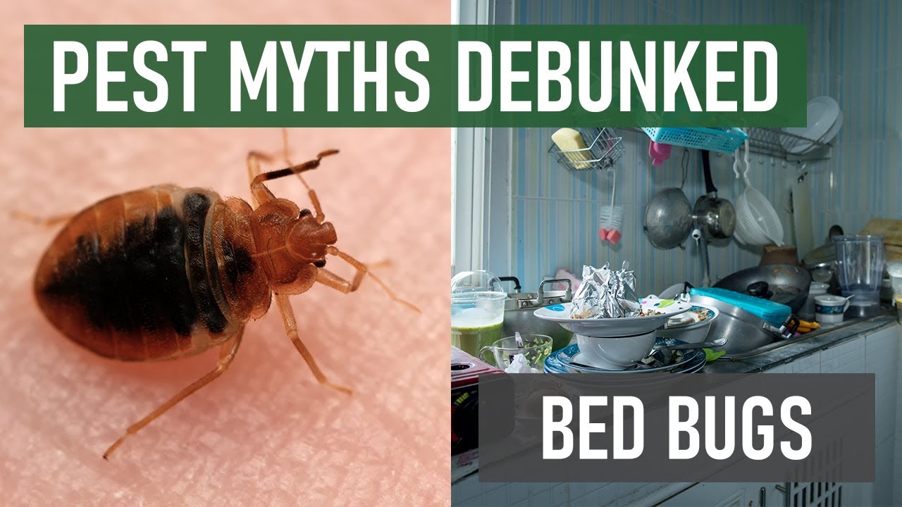 Prepare Yourself to Fight Bed Bugs With These 3 Facts Everyone Should Know [Bed Bug Myths Debunked]