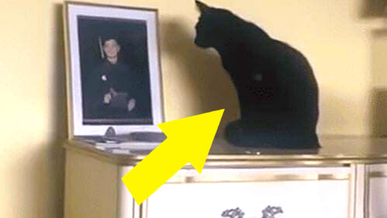 Schwarze Katze starrt stundenlang auf Foto des Sohnes, dann findet sie heraus warum...