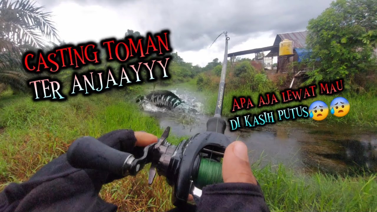 PENGUASA AIR HITAM LAGI LAHAP MAKAN ‼️ TOMAN KANAL