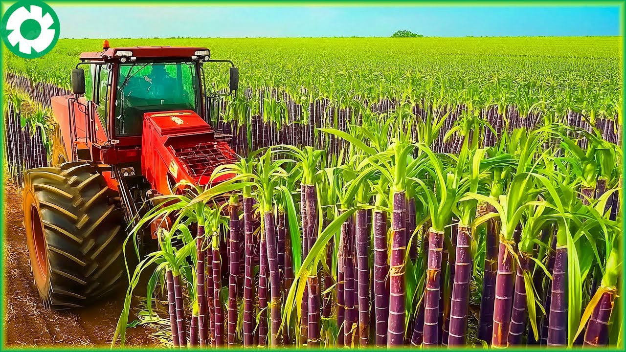 How Farmers Harvest 1.9 Billion Tons of Sugarcane by Machine | Agriculture Technology - The Engine