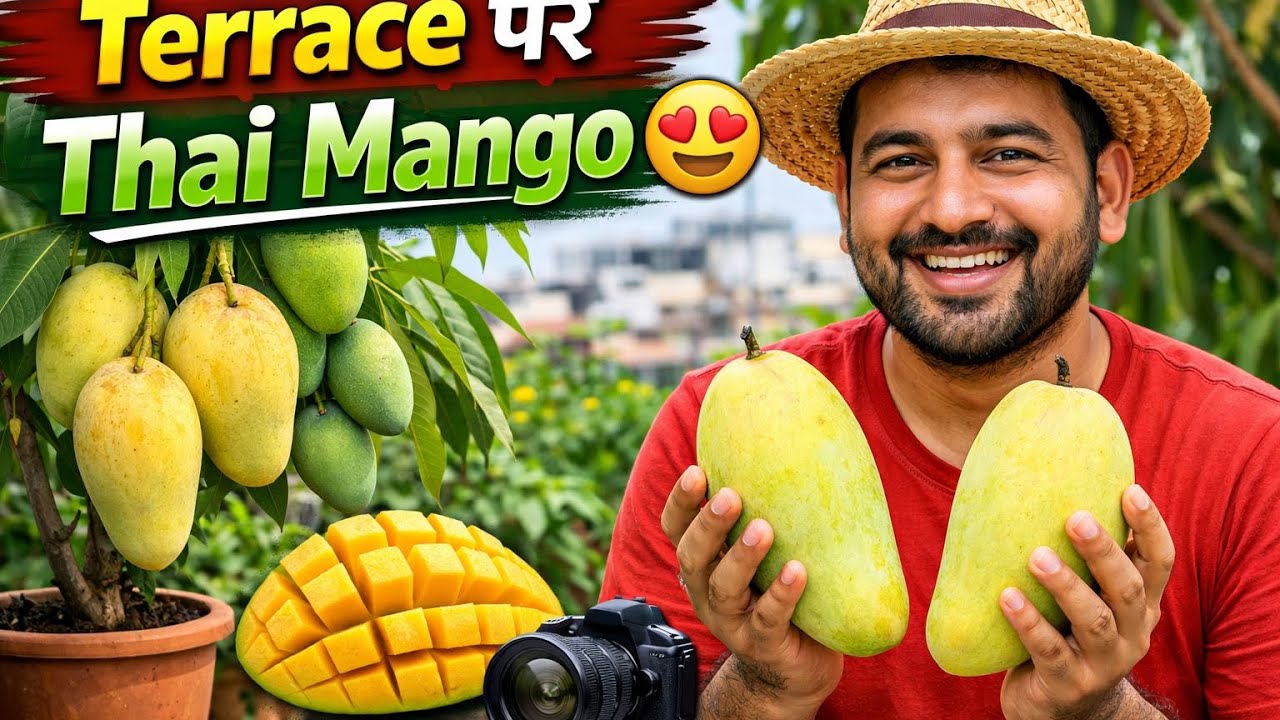 Thai Mango variety Terrace ￼Garden Fruit Vlog ￼Video 📸 Fruit Tree Official Vlog 