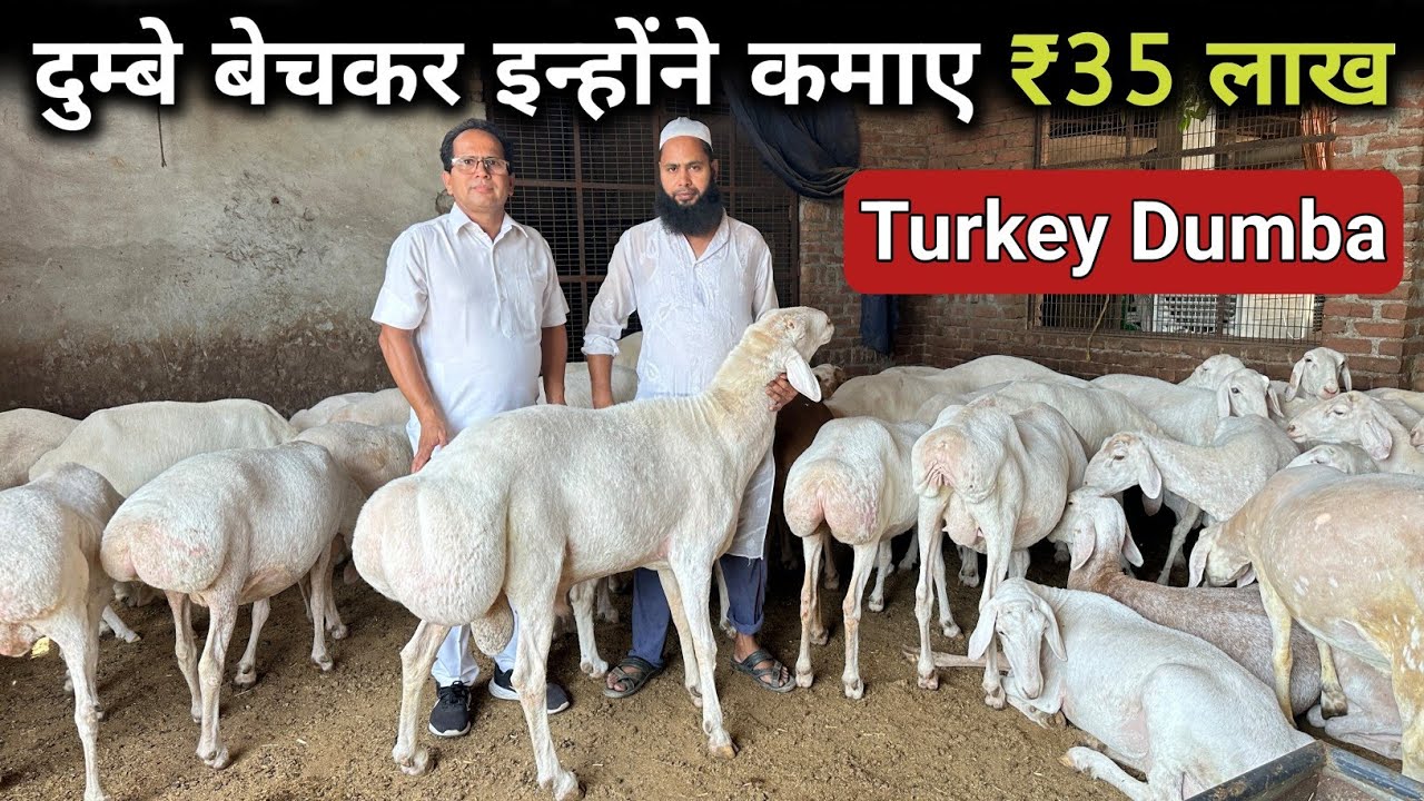 दुम्बा पालन ने बदली इनकी किस्मत | Turkey Dumba Sheep | Turkey Dumba Farm in India