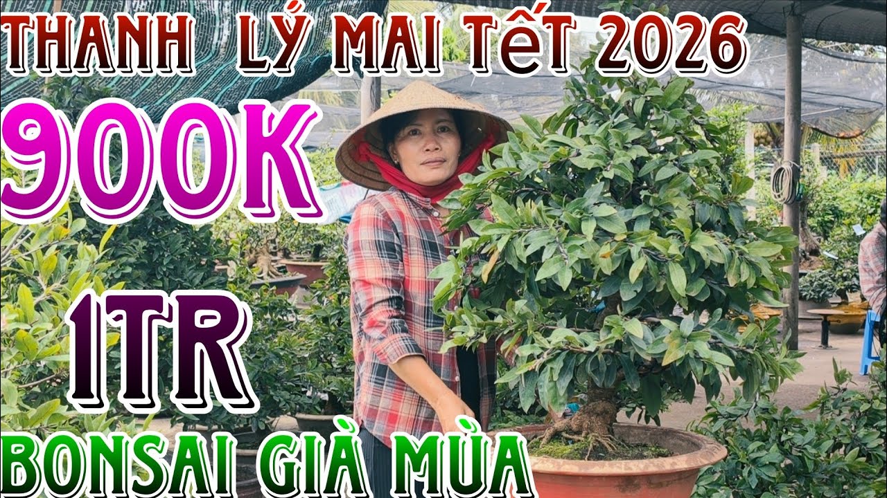 21/01/2026☎️0348322142(THỦY)🔥 xã rẻ lô mai giống dảo thủ đức ghép 10 năm già mùa liền cốt giá rẻ