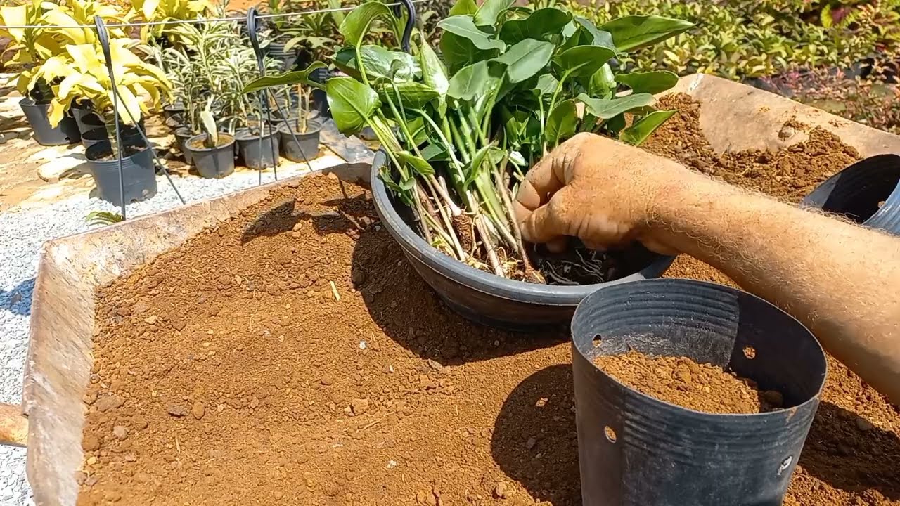 cultivo e reprodução do copo de leite