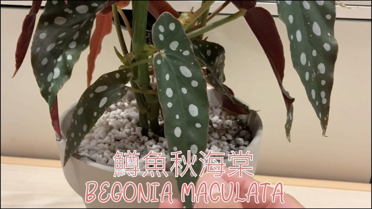 鱒魚秋海棠分享（普通話）