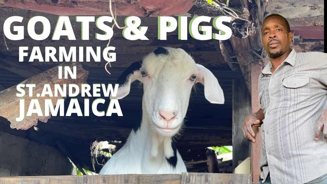 HOMESTEAD FARMS WITH PIGS AND GOATS IN RURAL ST.ANDREW