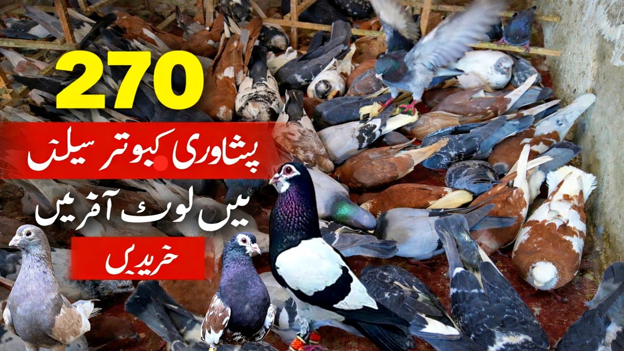 270 Peshawari VIP Pigeons Set for Sale | Best Price 2026 🔥 Ramadan Special Offer | Shoaib Khan Shop