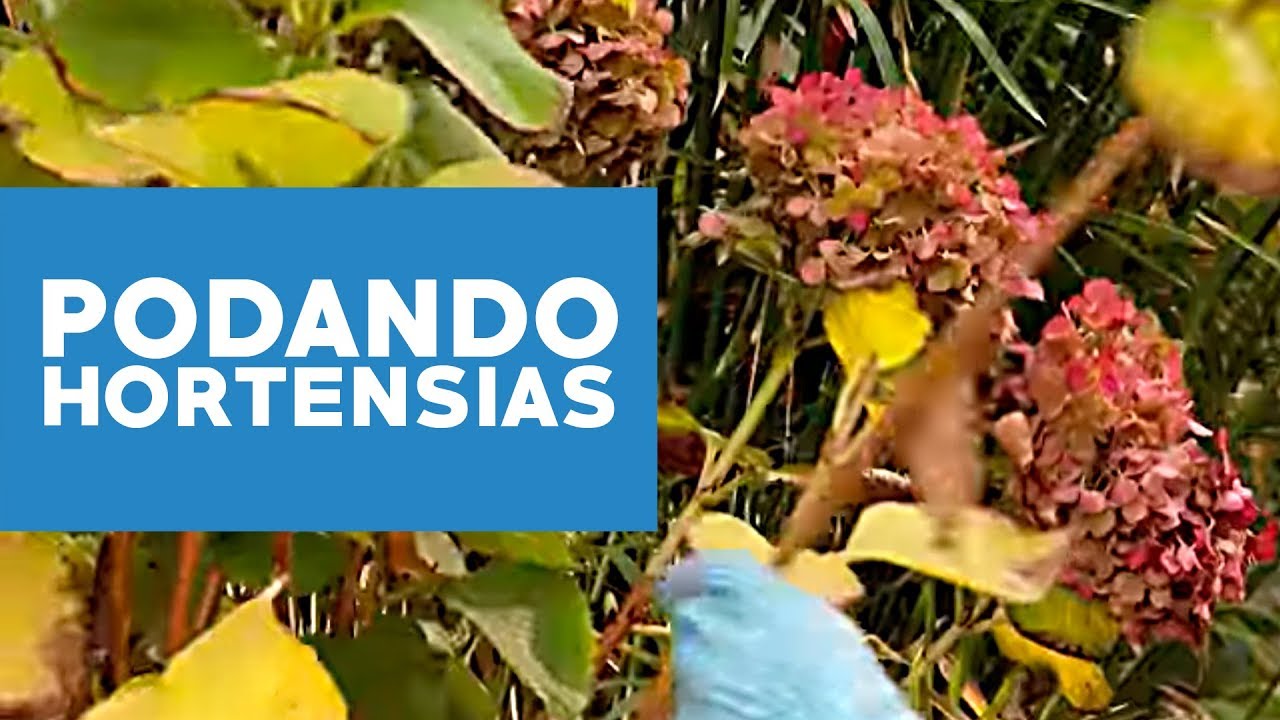 ¿Cómo podar hortensias?