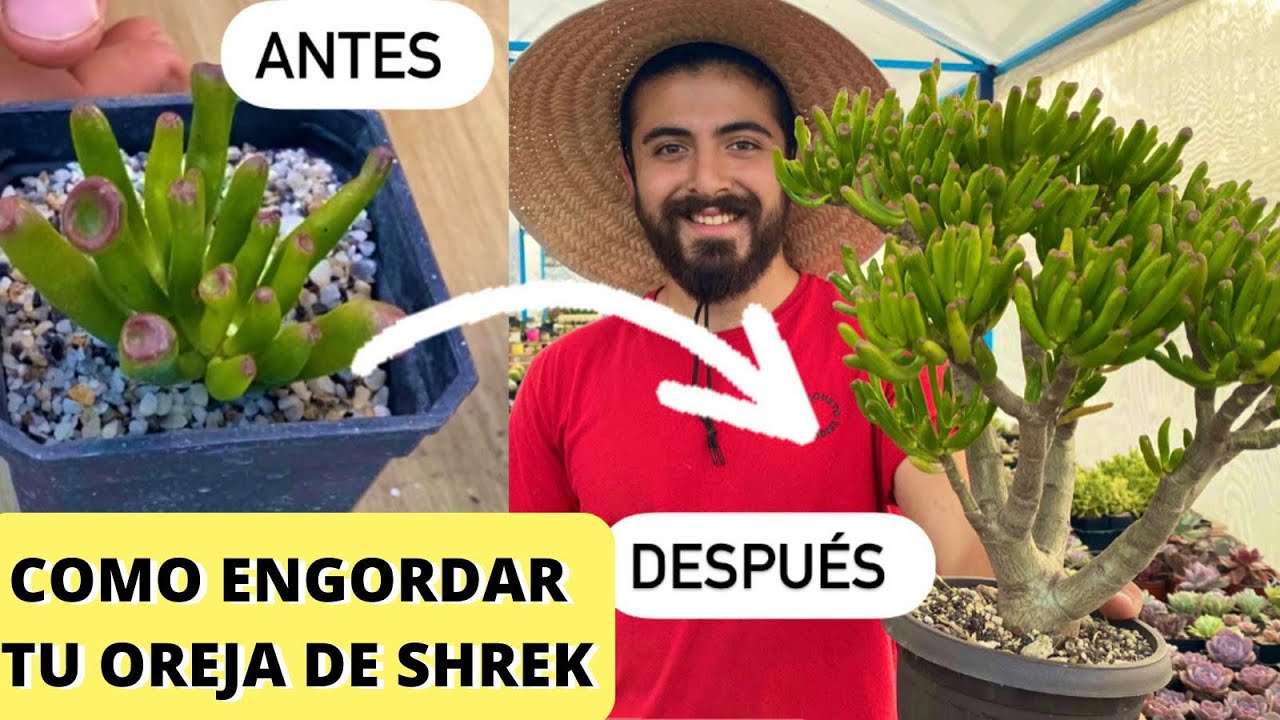 Como engordar el tronco  de suculenta oreja de shrek / BONSAI DE SUCULENTA dedo de niño