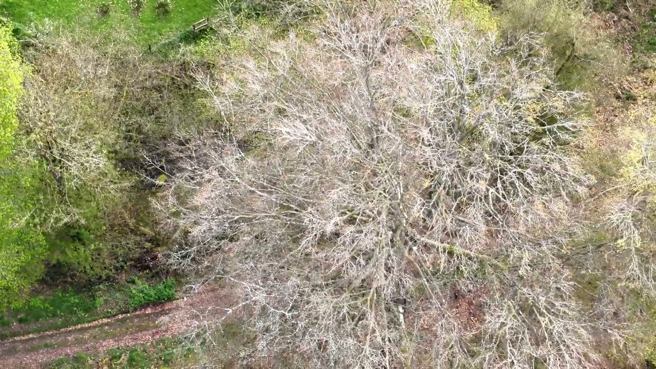 Mass group of squirrels detected by thermal drone.