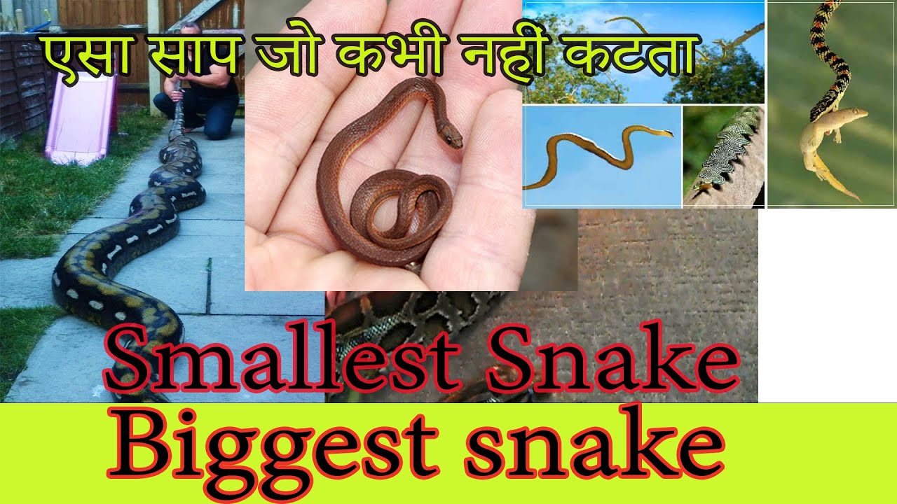 FACT ABOUT SNAKE || SNAKE FACTS || SNAKE FACT IN HINDI || TOP 20 FACTS Rohit Raj Pandey