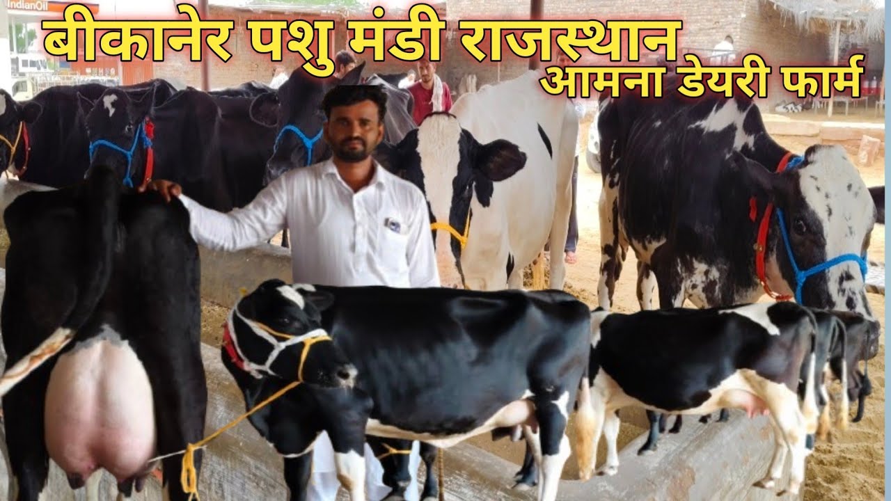 40 लीटर दूध वाली गाय,बीकानेर पशु मंडी,आमना डेयरी फार्म, 50 हजार में 20 लीटर दूध वाली गाय #cow #dairy