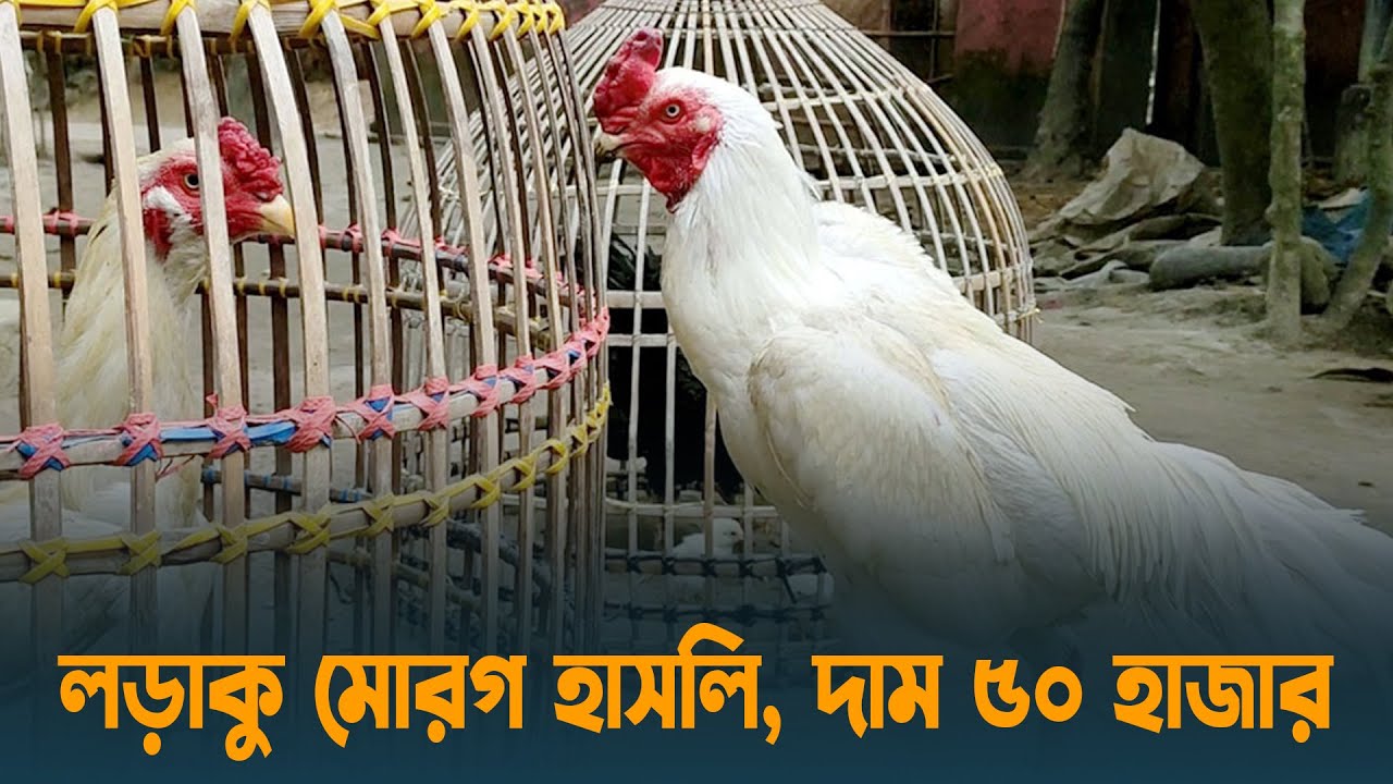 সরাইলের লড়াকু মোরগ হাসলি, দাম ৫০ হাজার | Brahmanbaria | Dhaka Post
