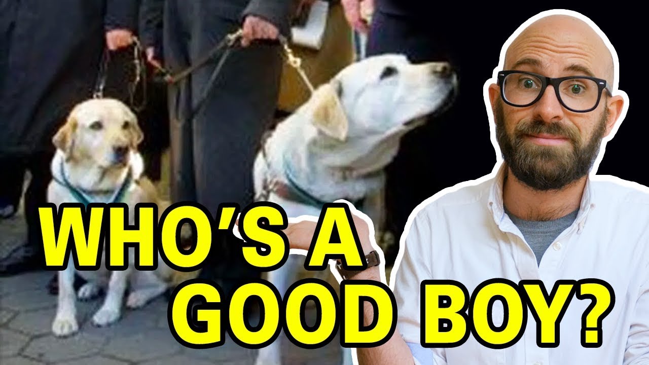 The War Heroes Who Happened to Be Dogs