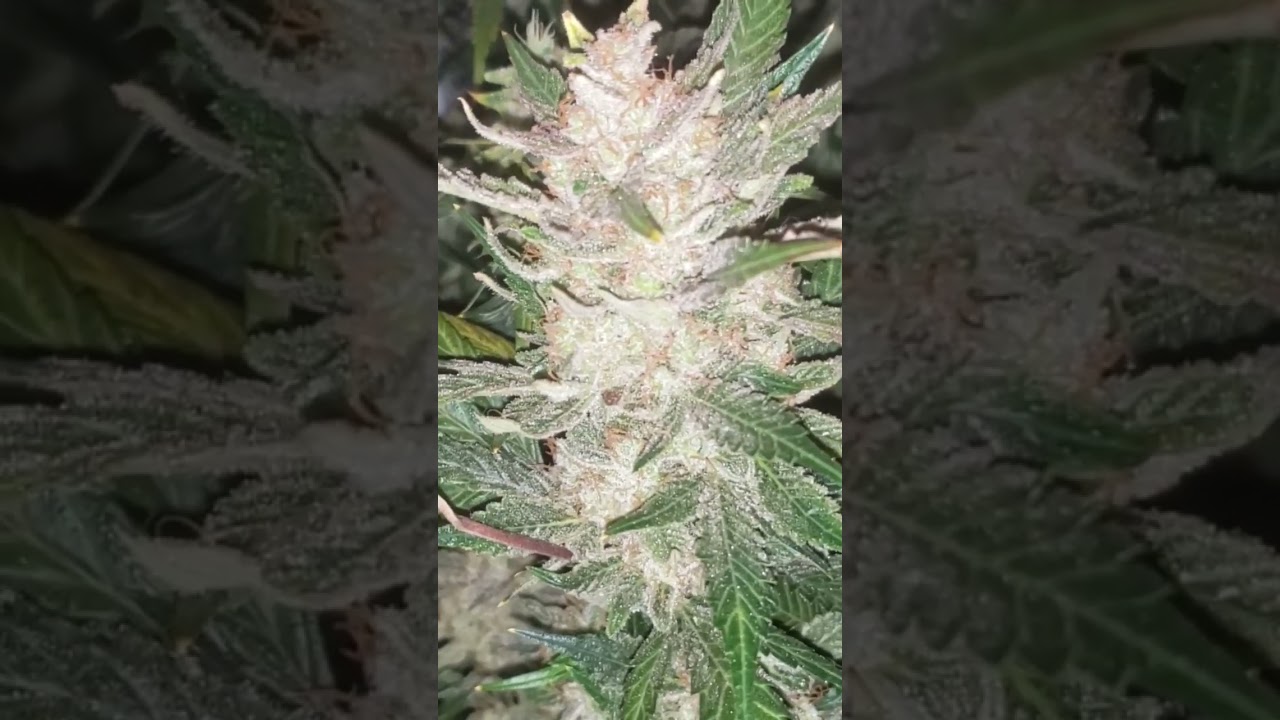 Beautiful Frosty Buds