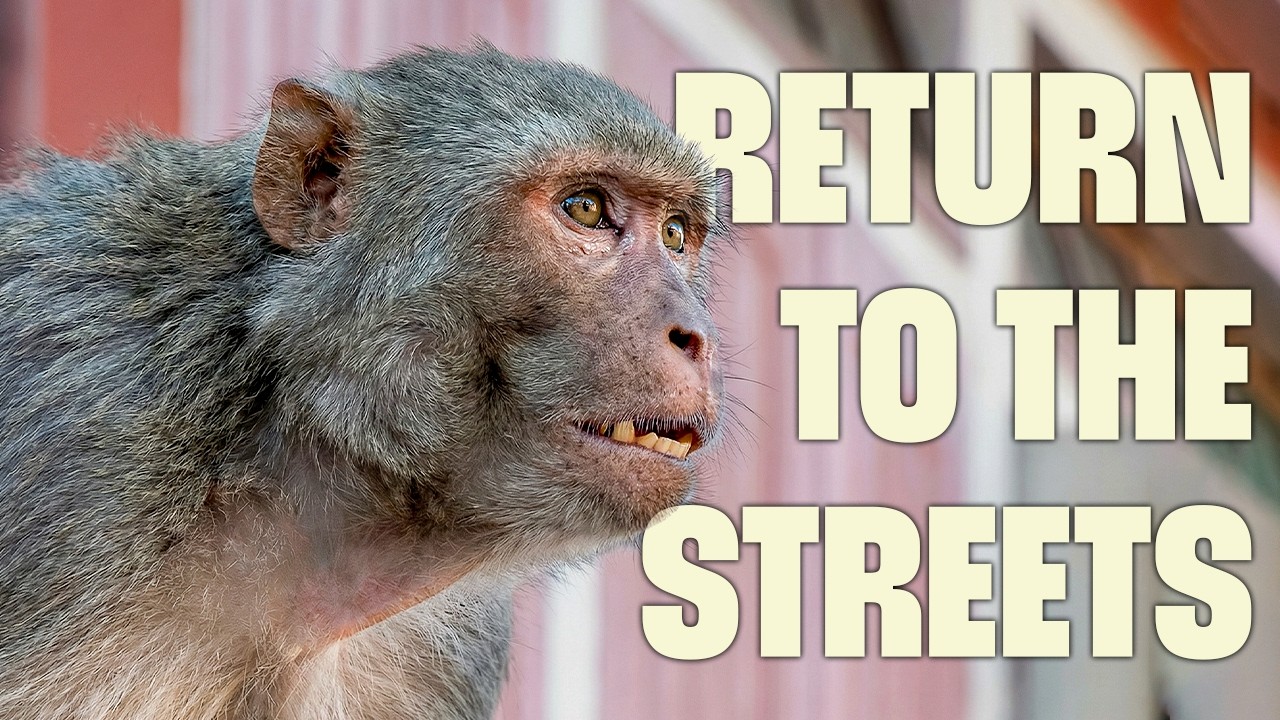 One Monkey Rises, Another Returns | FULL DOCUMENTARY | Monkey Thieves | @UltimateNatureDocs