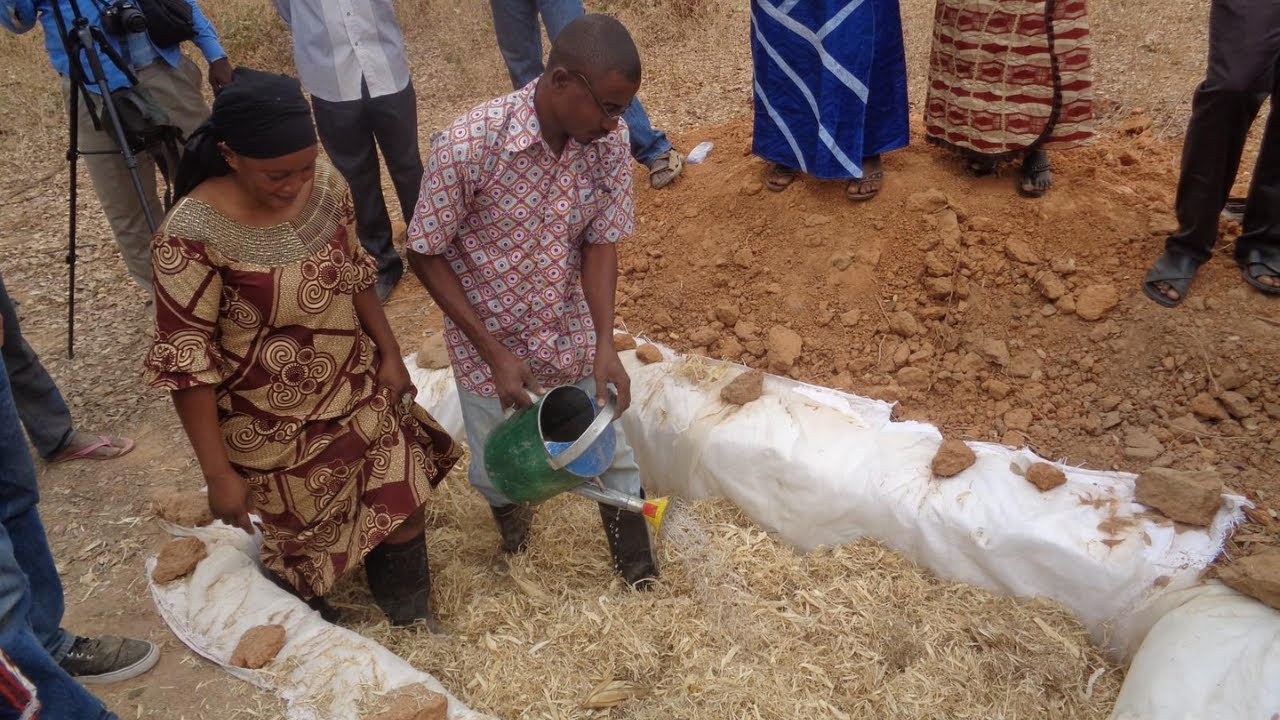Sheep and Goat Project: Straw-Urea Enhancement Treatment, Guinea