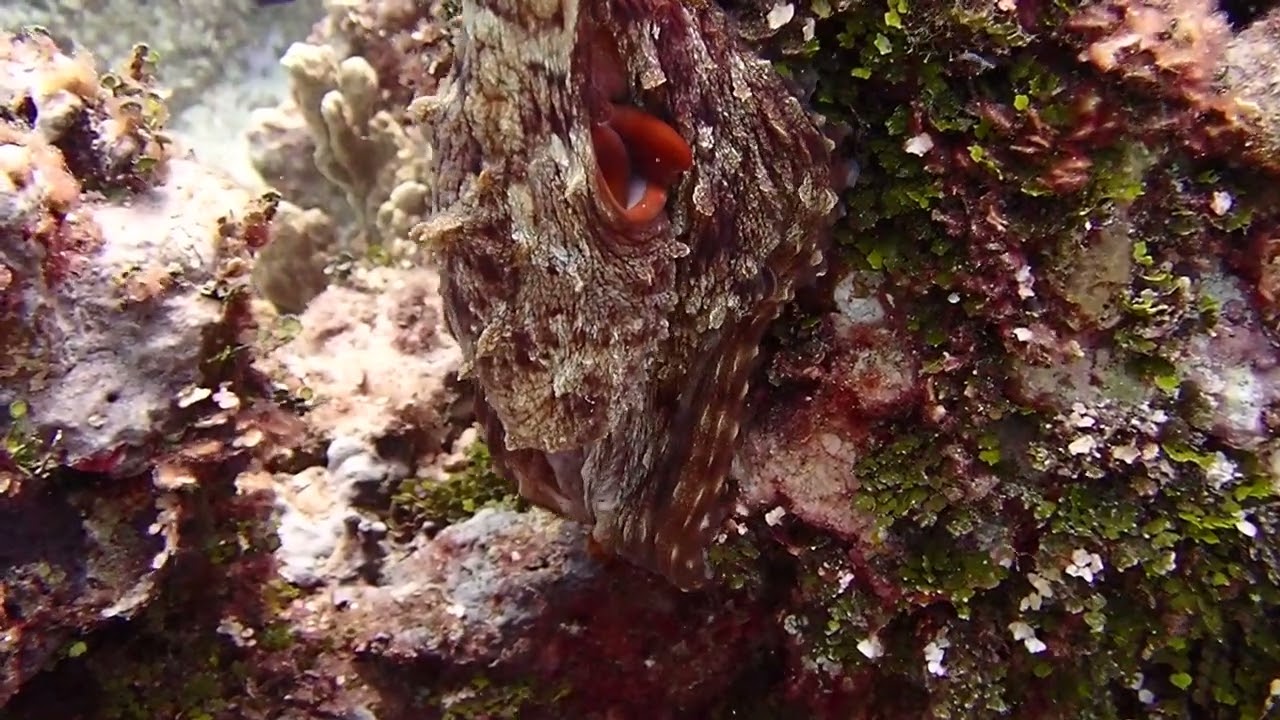 Octopus, Gun Beach, Guam 3-9-2025 Evening.  Olympus TG-7
