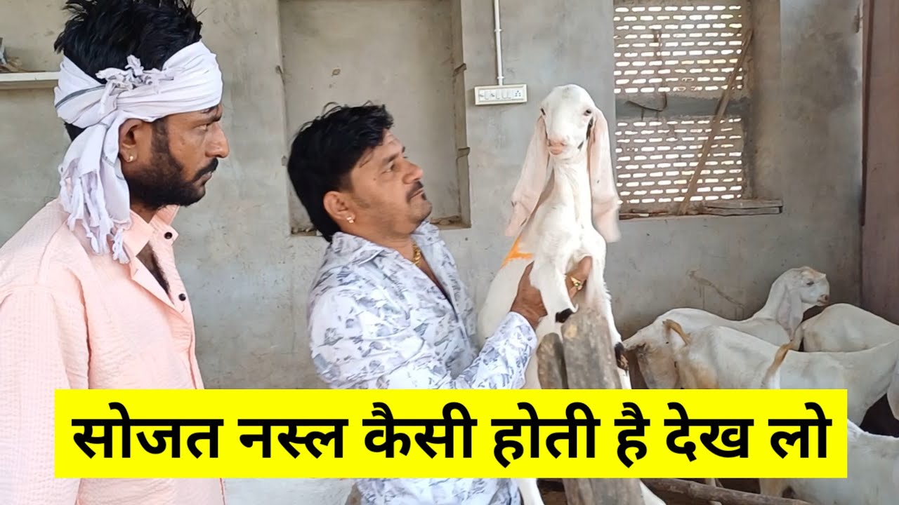 सोजत की इतनी बड़ी बकरिया कभी नहीं देखी होगी | सोजत बकरा | सोजत बकरी |