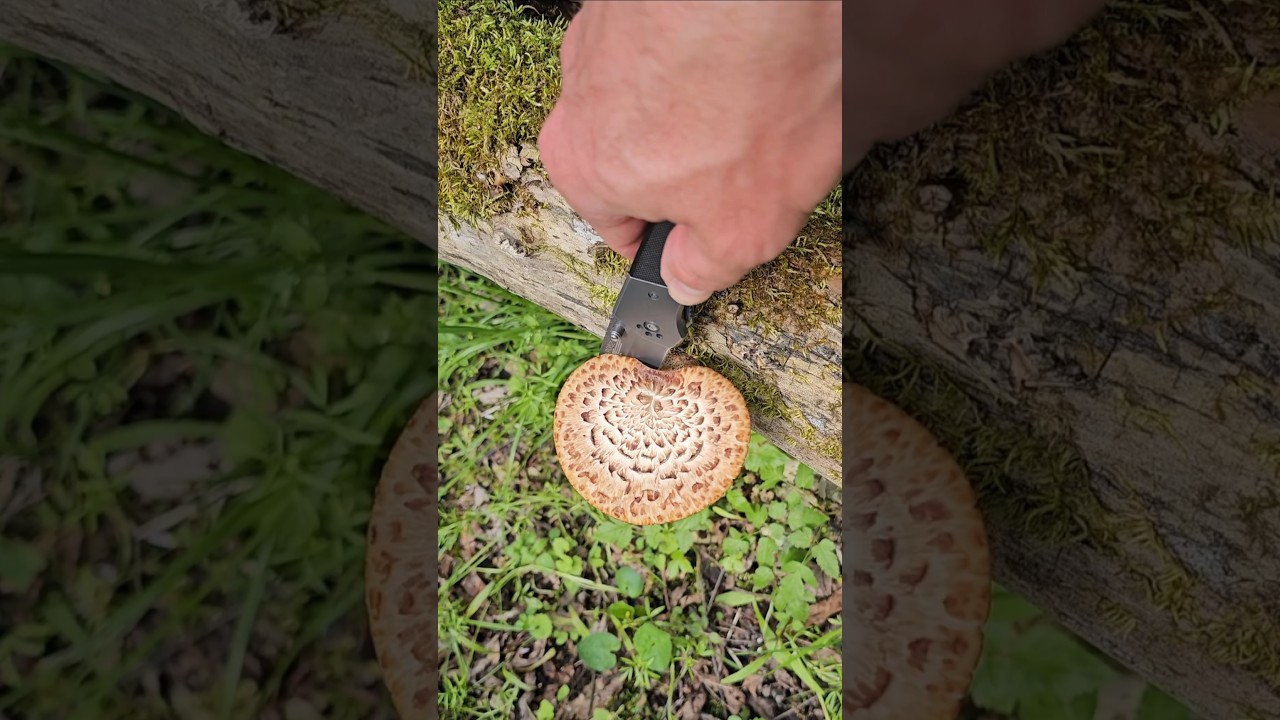 5 edible plants/mushrooms you can forage during spring