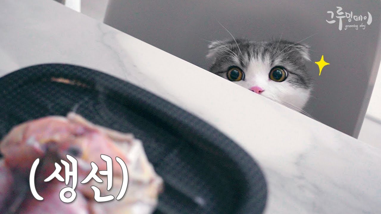 고양이 앞에서 제주 옥돔을 구우면 벌어지는 일