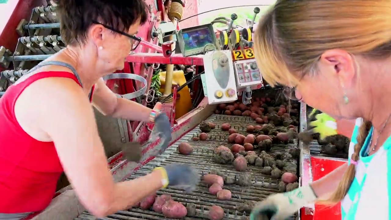 Kartoffelernte im Zürcher Weinland