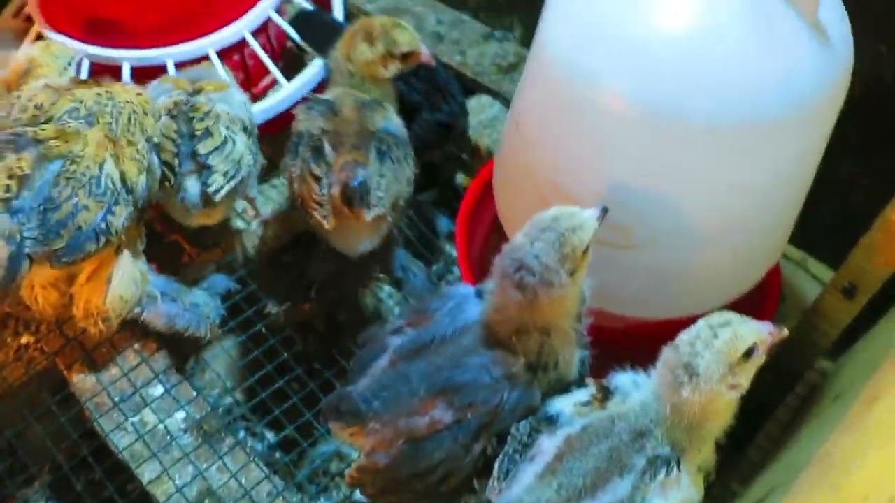 Ornamental & Exotic Birds Breeding In Kenya & East Africa