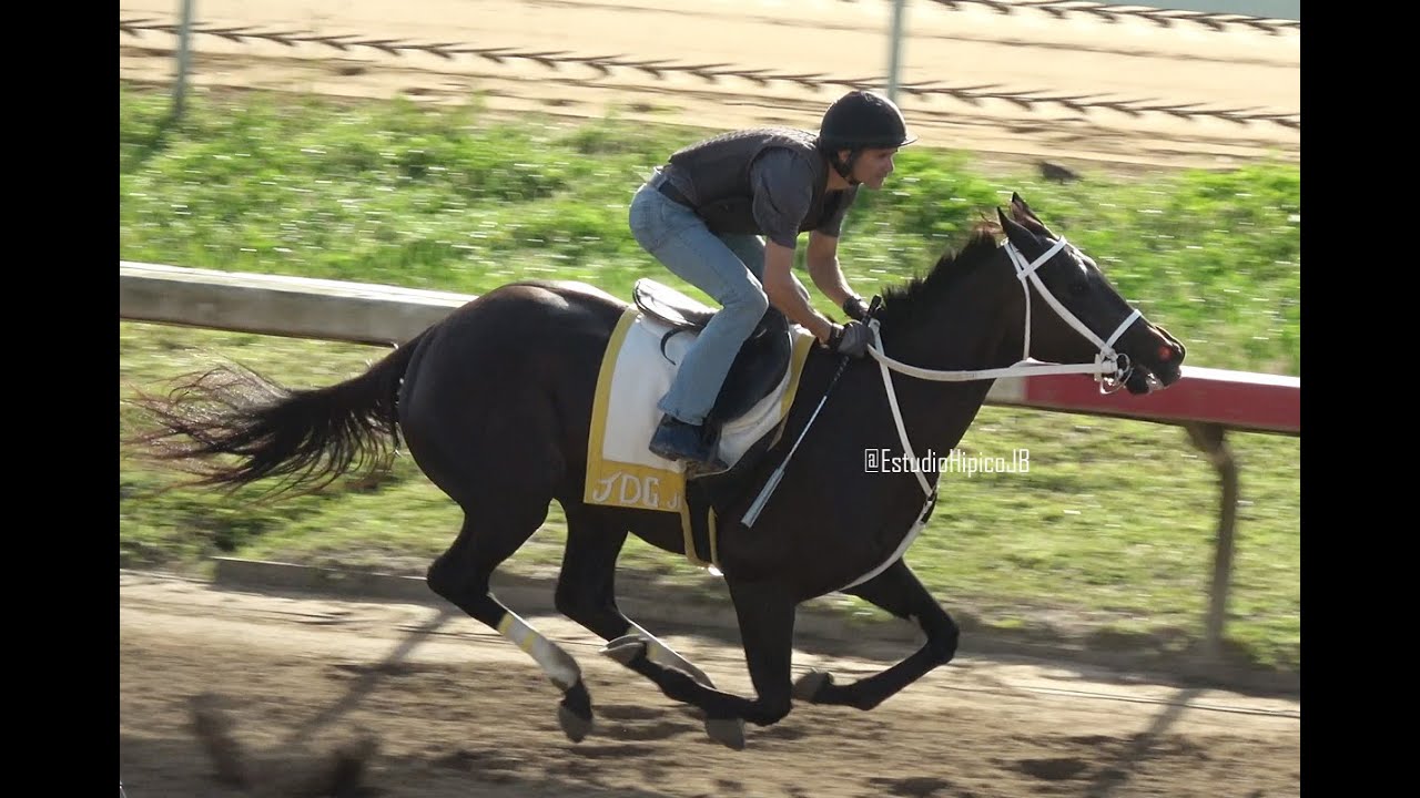 COACH ALBERT LADY - Brisea Media Milla - 30 Julio 2025