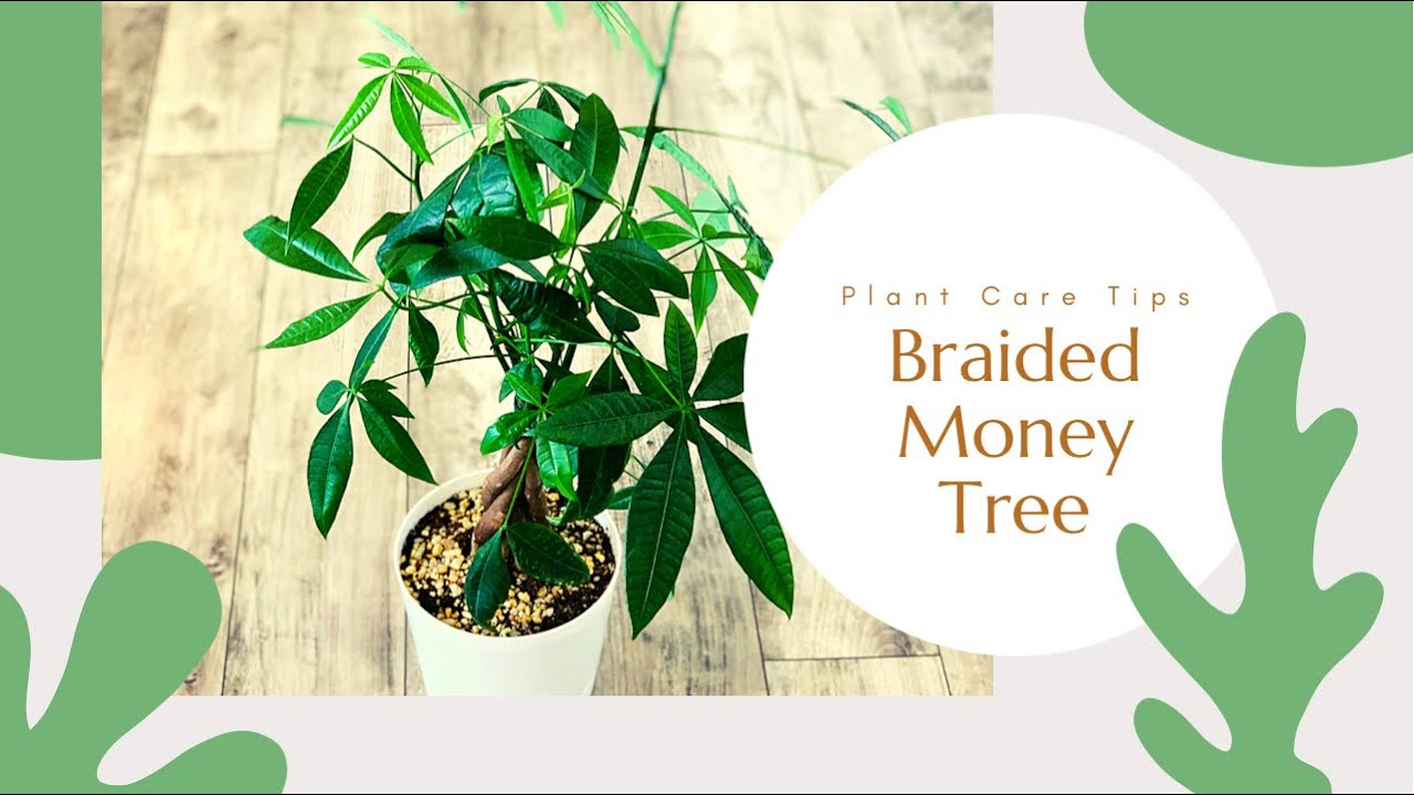 Braided Money Tree || PACHIRA AQUATICA || Money Tree Plant Care