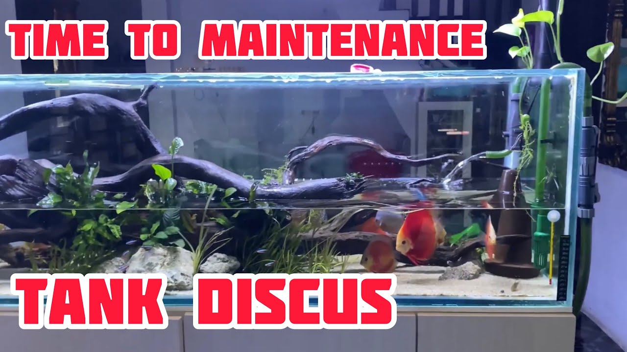 Perawatan Mingguan Tank Discus 2 Meter