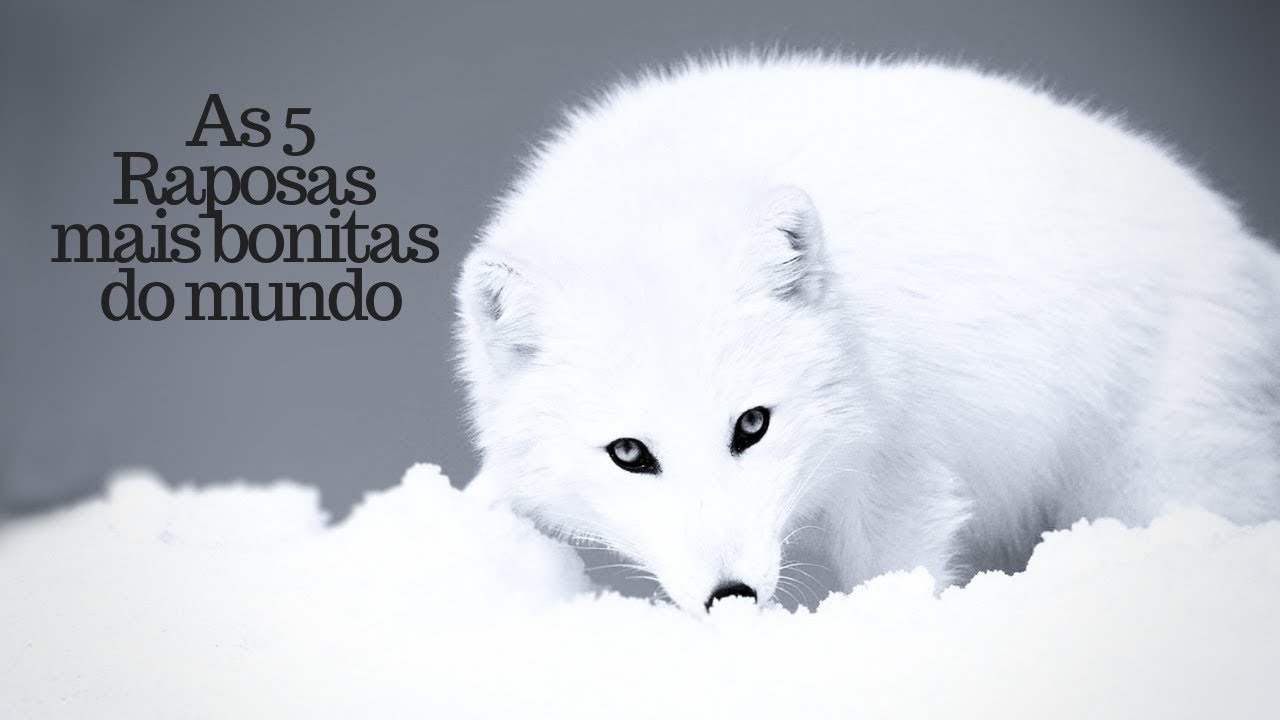 AS 5 RAPOSAS MAIS BONITAS DO MUNDO