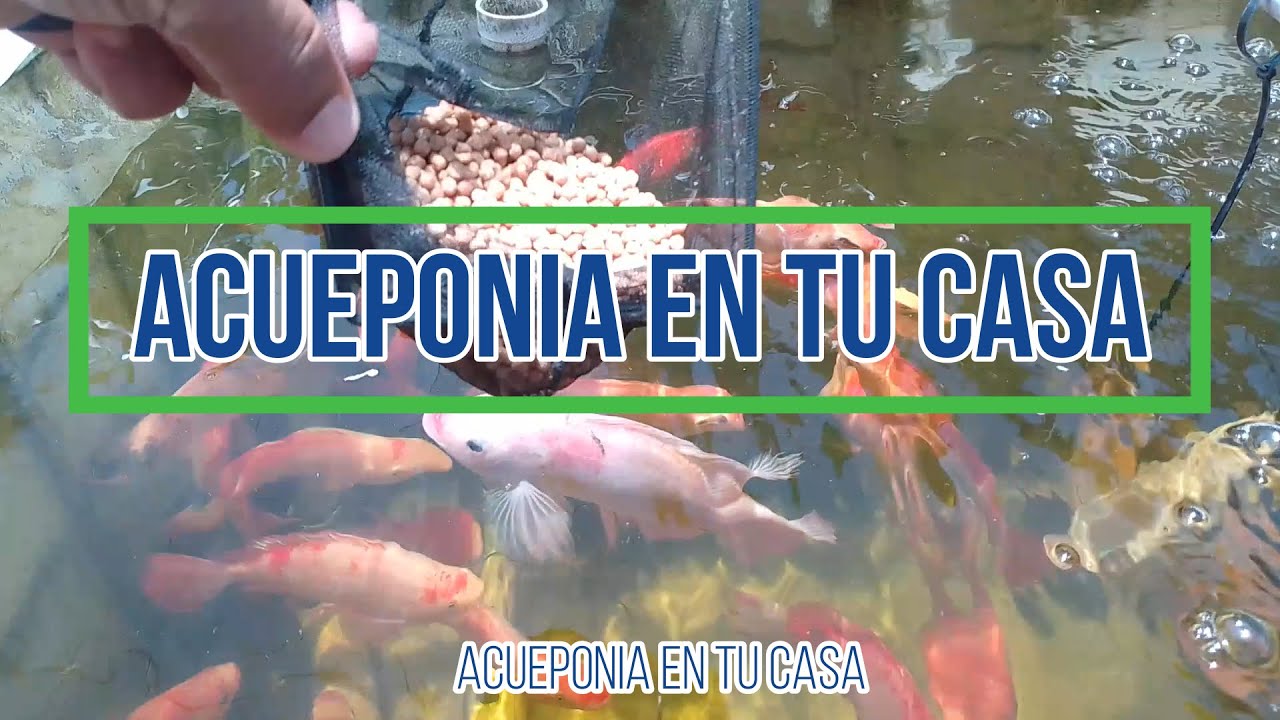 C&oacute;mo HACER tu propio SISTEMA DE ACUAPONIA &iexcl;Casero!