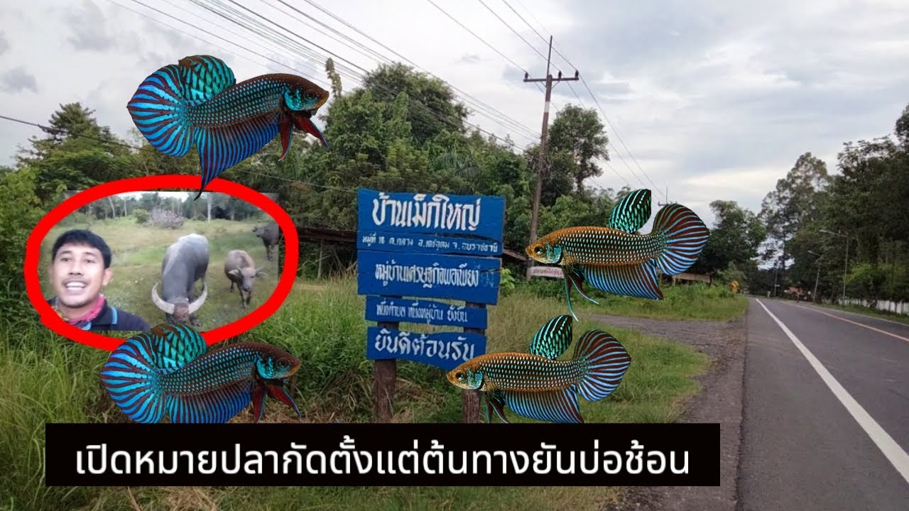 เปิดหมายปลากัดสมัยโบราณ#ปลากัดป่า#ว่างeหลี