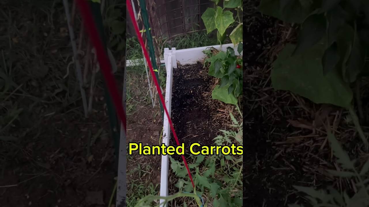 Pulled cucumbers, planted carrots&hellip; garden chores #NJGarden #GardenUpdate