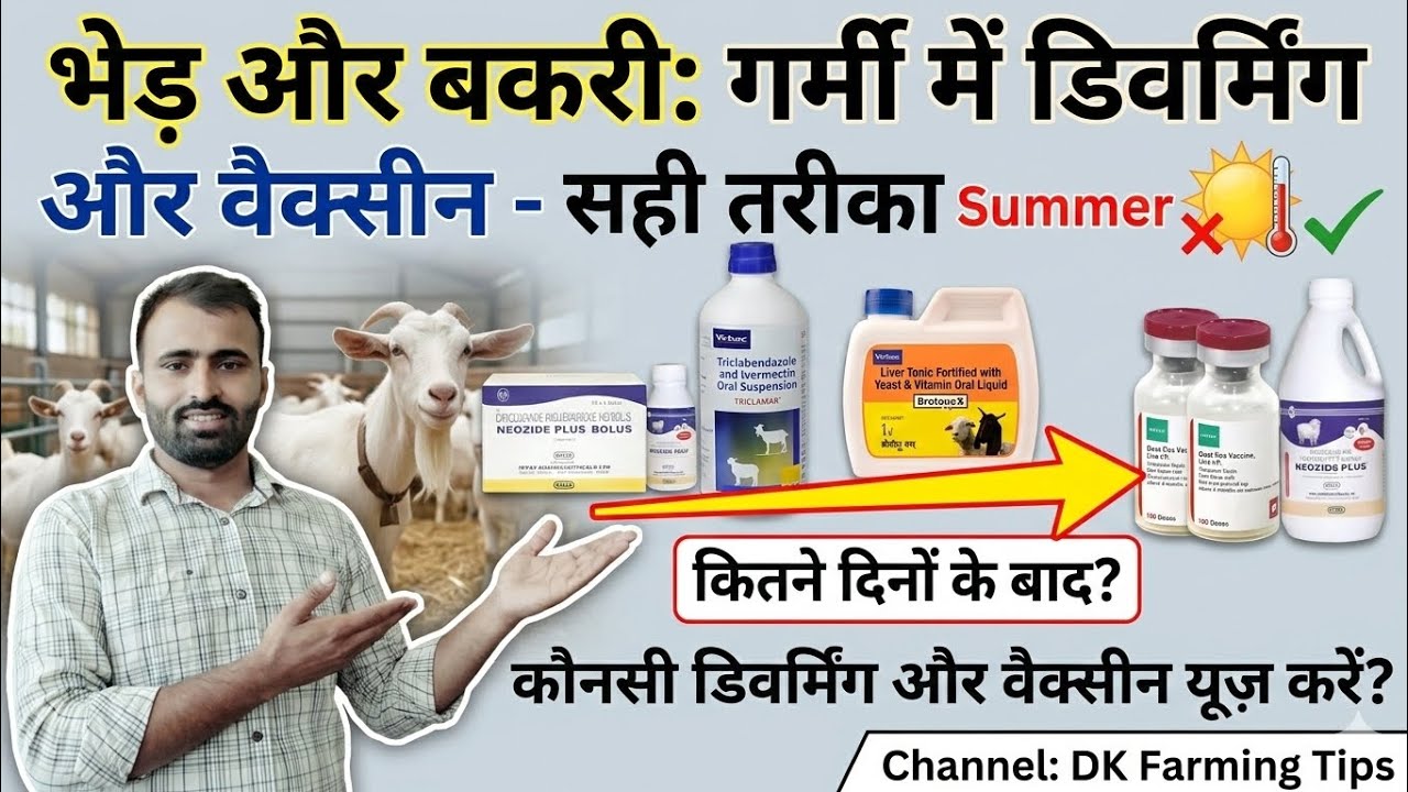 भेड़-बकरी: गर्मी में डिवर्मिंग और वैक्सीन | कितने दिन का गैप रखें? 🐐⚠️ @vetdkswami