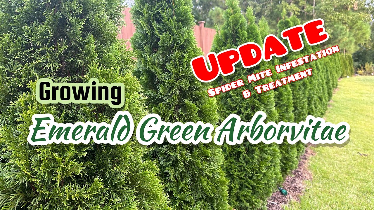 Emerald Green Arborvitae, ep 4 | SPIDER MITES!!