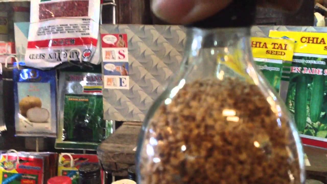 Burma door opens to seed corporations.