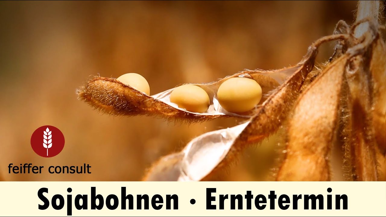 Sojaernte Teil 1: Erntetermin - Wenn es klappert, dann ernten! Wann ist der optimale Erntetermin.