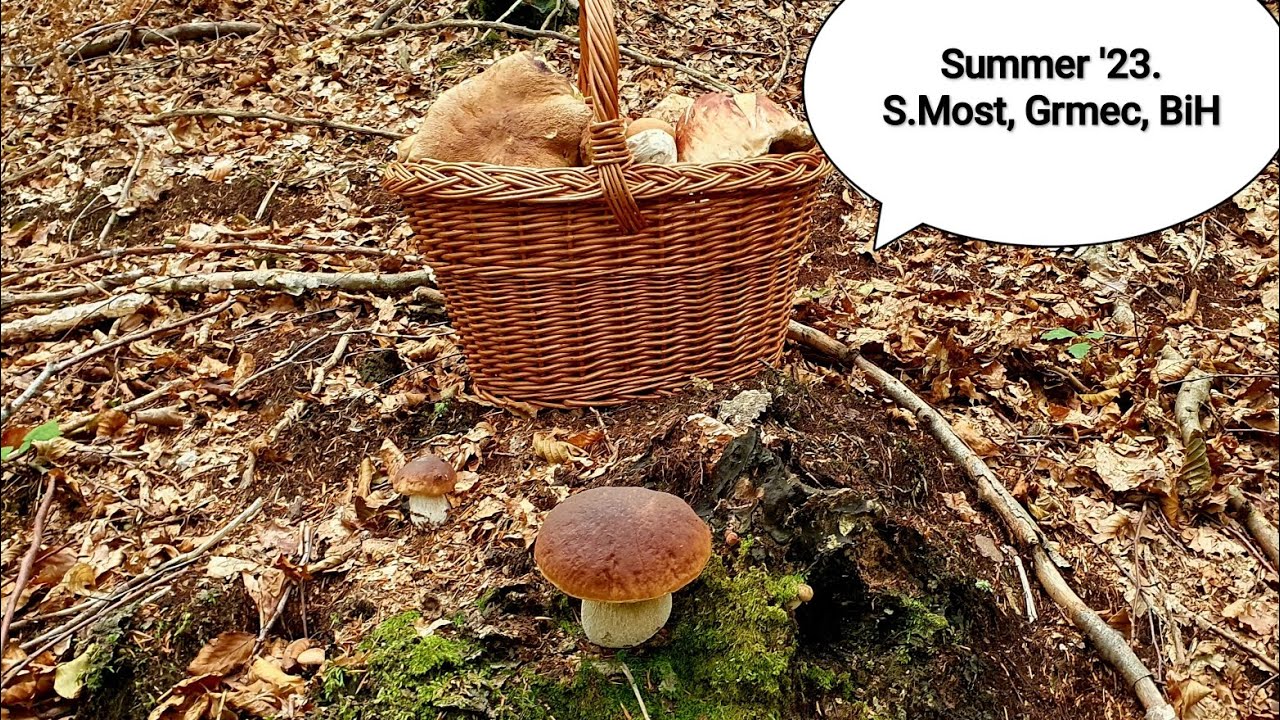 Four brothers Boletus (edulis, reticulatus/aestivalis, pinophilus, aereus) in the same habitat #new