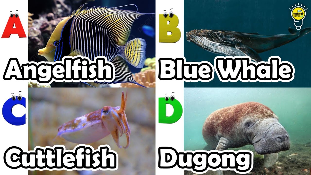 ABC phonics animals | ABC Sea Animals song | English and Animals for Kids 