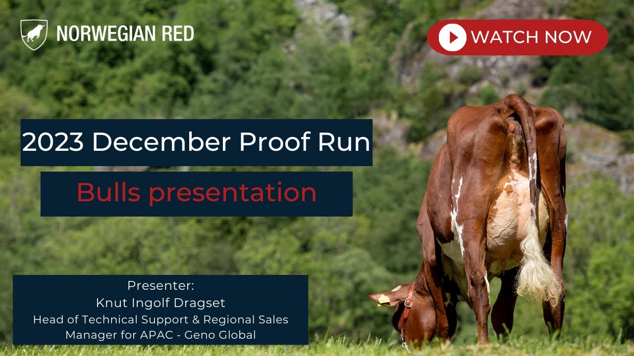 December 2023 Proof Run, Norwegian Red bulls highlight presentation
