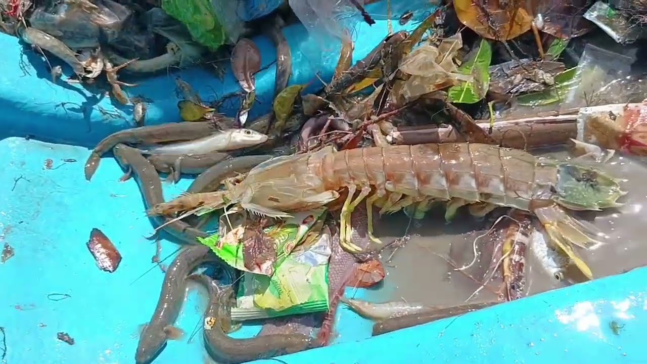 Trúng đậm lliên tiếp.