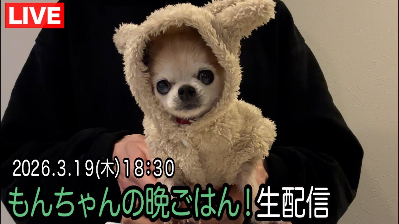 もんちゃんの晩御飯配信中！