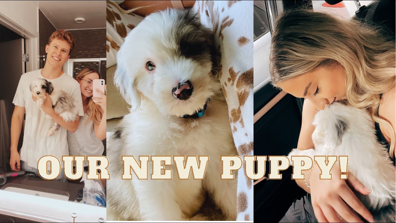 VLOG: We got an 8 week old Sheepadoodle puppy!